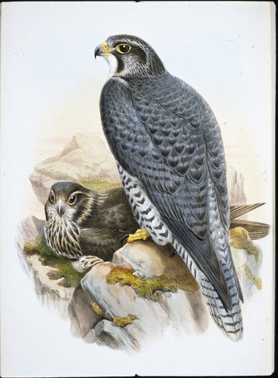 Norwegian or Gyrfalcon Falcon by John (after) Gould