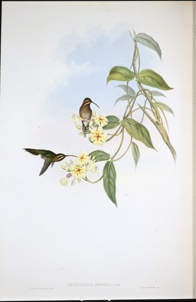 Obscure Hermit by John (after) Gould
