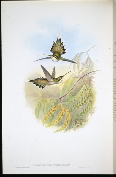 Pallid Hermit by John (after) Gould