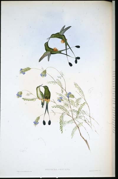 Peruvian Racket-tail by John (after) Gould