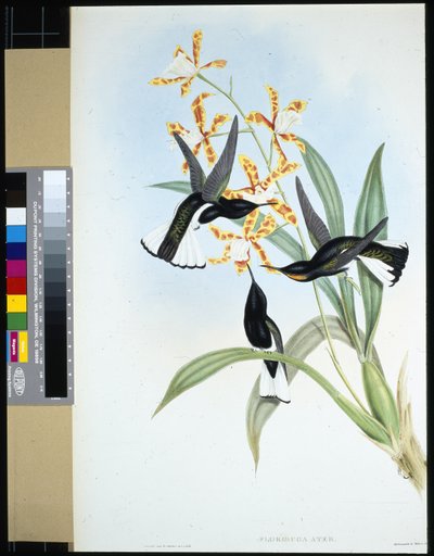 Pied Jacobin (florisuga ater) by John (after) Gould