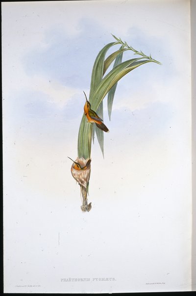 Pigmy Hermit by John (after) Gould