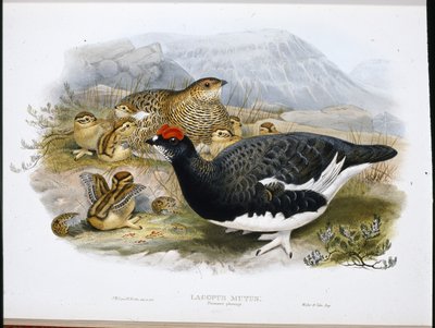 Ptarmigan (Summer Plumage) by John (after) Gould