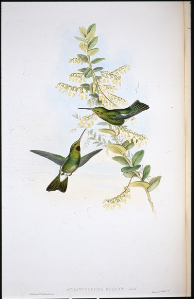 Puce-throated Hummingbird by John (after) Gould