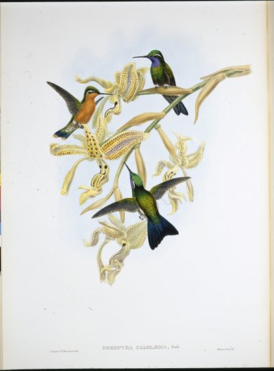 Purple-throated Hummingbird (Oreopyra Calolaema) by John (after) Gould