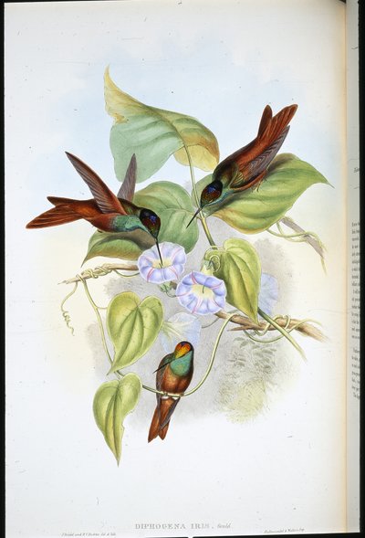 Rainbow (Diphogena Iris) by John (after) Gould