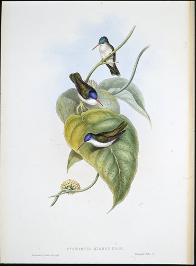 Red-billed Azure-crown (Cyanomyia Quadricolor) by John (after) Gould
