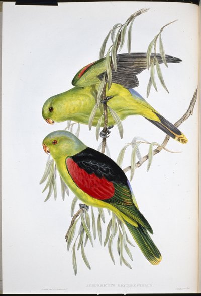 Red-winged Lory by John (after) Gould