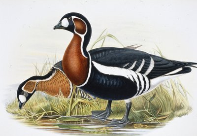Red Breasted Goose (Bernicla Ruficollis) by John (after) Gould