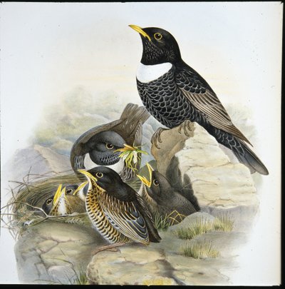 Ring Ouzel (Merula Torquata) by John (after) Gould