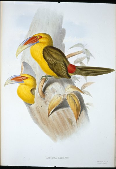 Saffron-coloured Hill Toucan by John (after) Gould