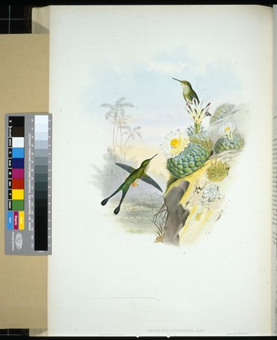 Scissor-tailed Racket-tail (spathura scissiura) by John (after) Gould