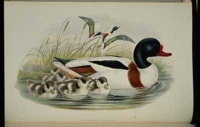 Shelduck by John (after) Gould