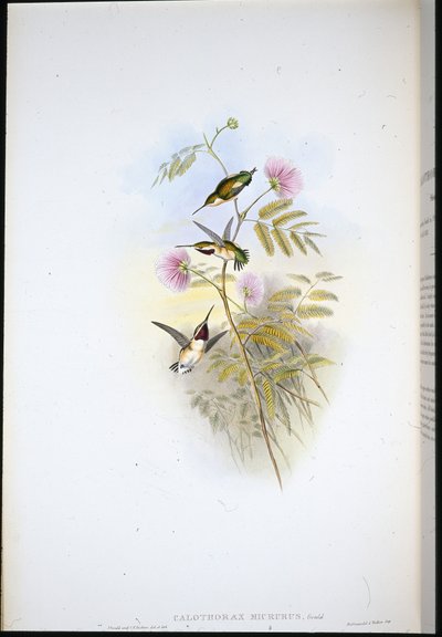 Short-tailed Wood-star by John (after) Gould