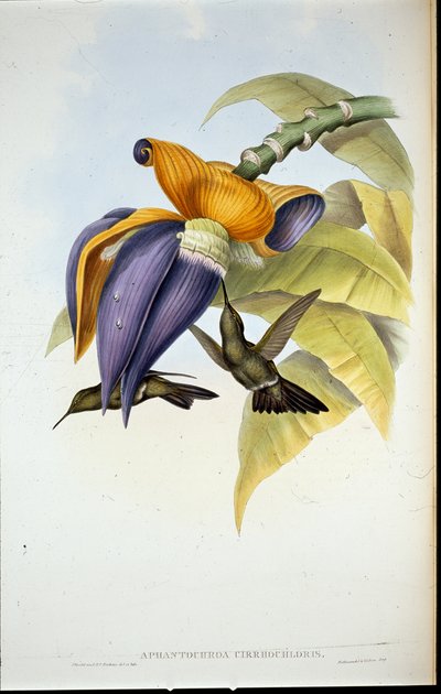Sombre Hummingbird by John (after) Gould