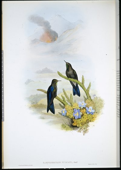 Southern Thorn-bill (Ramphomicron Vulcani) by John (after) Gould