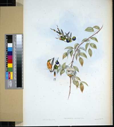 Sparkling-tail by John (after) Gould