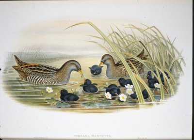 Spotted Crake by John (after) Gould