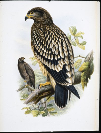 Spotted Eagle by John (after) Gould