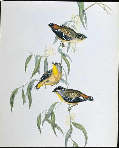 Spotted Pardalote (Pardalotus Punctatus) by John (after) Gould