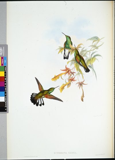 Stripe-tail Humming-bird by John (after) Gould