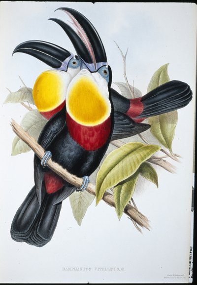 Sulphur & White Breasted Toucan by John (after) Gould