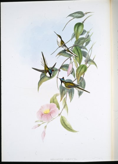 Sun Gem by John (after) Gould