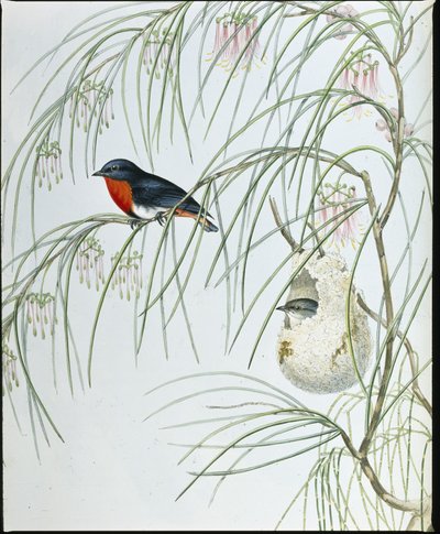 Swallow Dicaeum by John (after) Gould