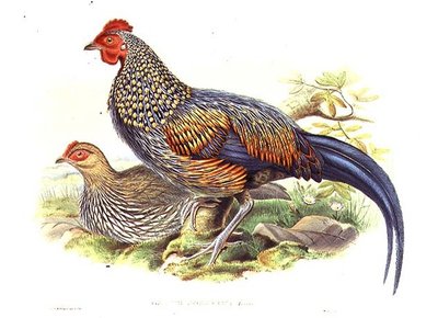 Two Asian pheasants (Gallus Sonneratii) engraved by the artist and William Hart (1823-1894) by John (after) Gould
