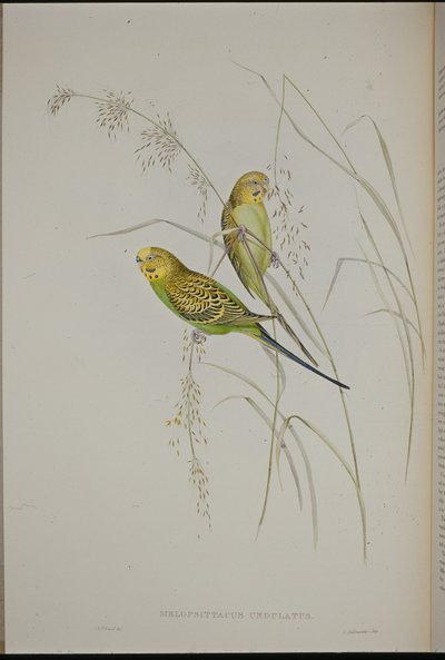 Warbling Grass Parrot (Melopsittacus Undulatus) by John (after) Gould