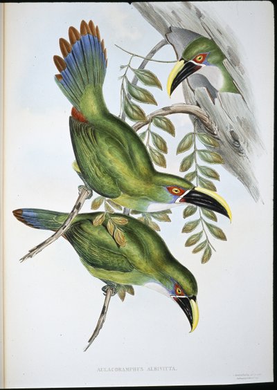 White-banded Groove-bill Toucan by John (after) Gould