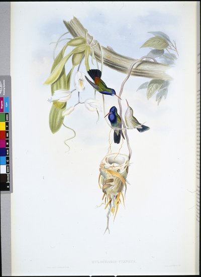 White-throated Sapphire (Hylocharis Cyaneus) by John (after) Gould
