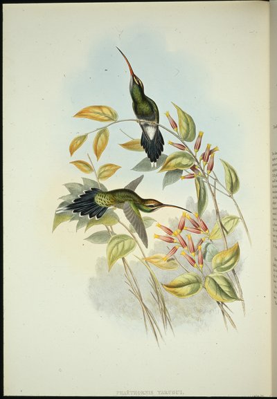 Yarquian Hermit by John (after) Gould