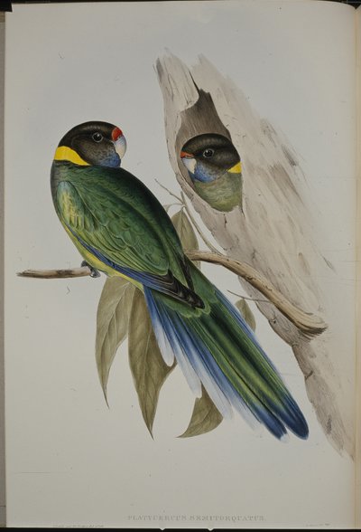 Yellow-collared Parakeet by John (after) Gould