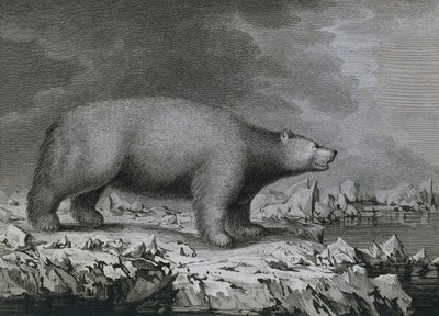 Polar Bear by John (after) Webber