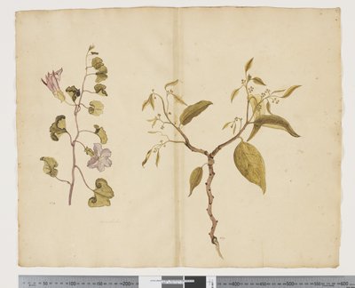 Ipomea Pes, caprae; Celtis paniculata, c.1790-95 by John (attr. to) Doody
