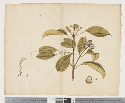 Samolus repens; Baloghia lucida by John (attr. to) Doody