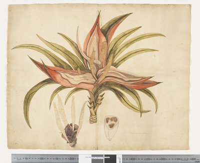F.1 Freycinetia Baueriana, c.1790-95 by John (attr. to) Doody