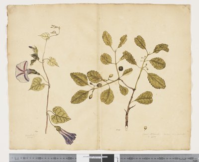Ipomoea congesta; Elaeodendron curtipendulum, c.1790-95 by John (attr. to) Doody