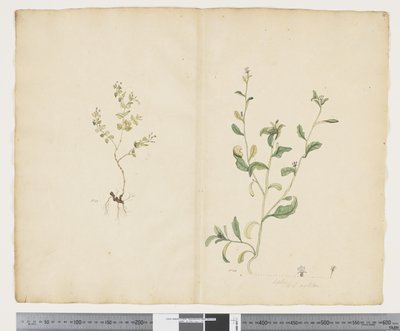 Euphorbia sparrmannii; Lobelia alata, c.1790-95 by John (attr. to) Doody