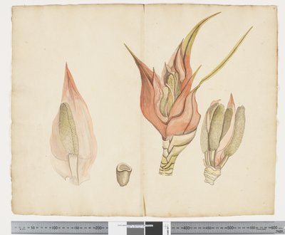 F.33 Freycinetia baueriana, c.1790-95 by John (attr. to) Doody