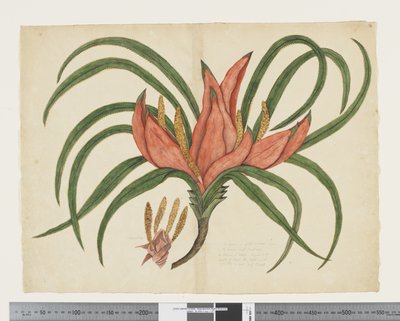 Freycinetia baueriana, c.1790-95 by John (attr. to) Doody