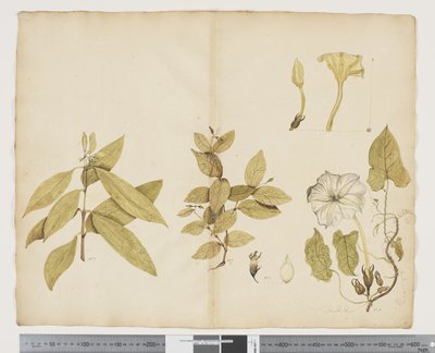 Wickstroemia Australis; Ipomea, c.1790-95 by John (attr. to) Doody
