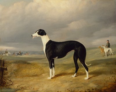 A Black and White Greyhound in an Open Landscape by John Barwick