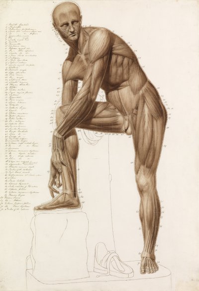 Anatomical Study: Human Musculature, in the Pose of Praxiteles