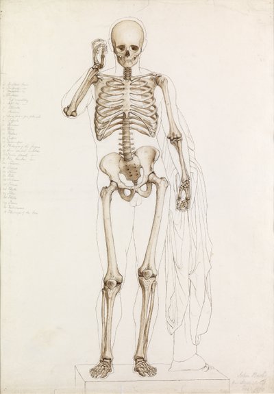 Anatomical Study: the Human Skeleton, in Contrapposto by John Bathe
