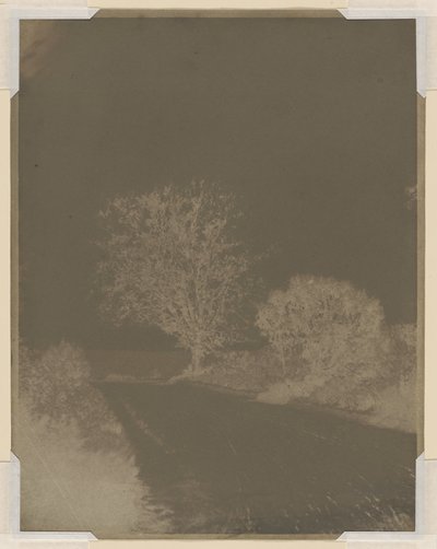 Tree at the Side of a Road by John Beasley Greene