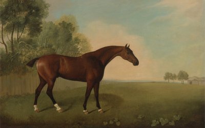 A Bay Horse in a Field by John Boultbee
