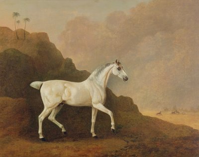A Grey Arab Stallion in a Desert Landscape by John Boultbee