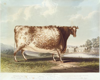 The Airedale Heifer (engraved by R. Reeve) by John Bradley